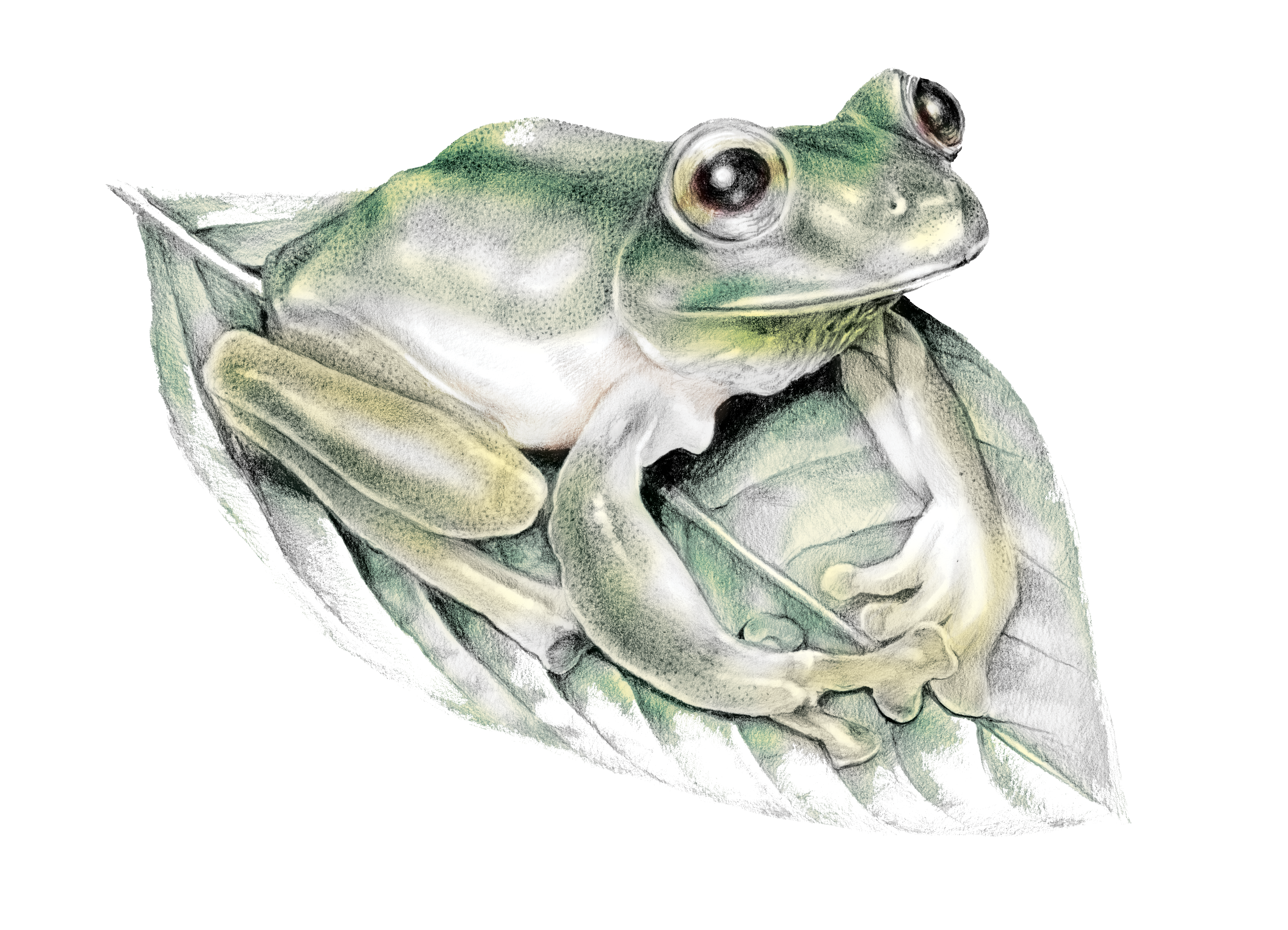 Rana — Santander 85%