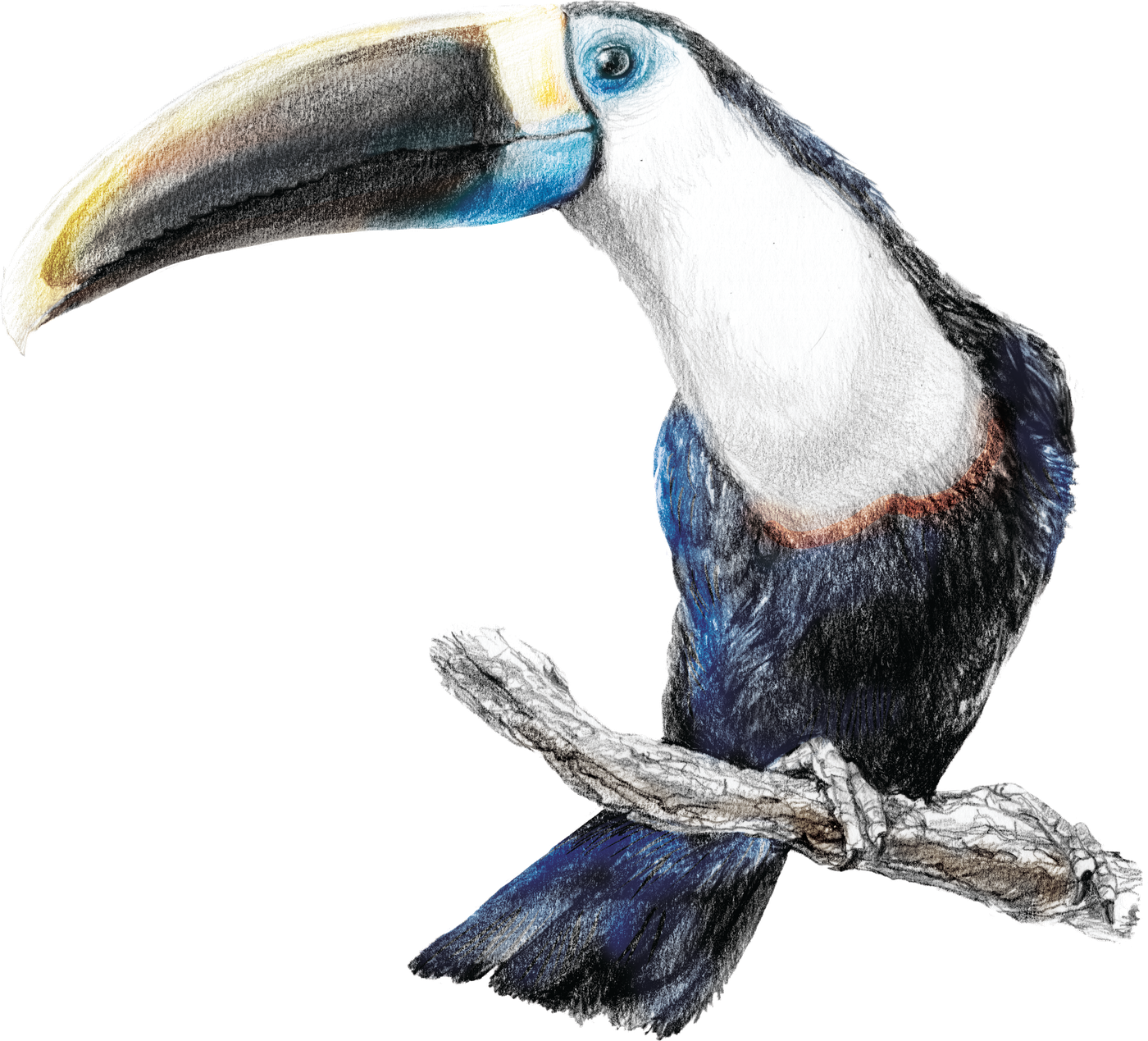 Tucán · Agnes Chocolatier